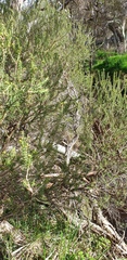 Melaleuca brevifolia