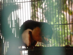 Callosciurus prevostii