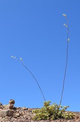 Portulacaria armiana