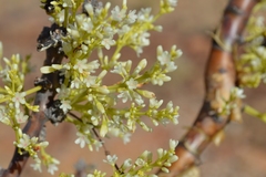 Portulacaria armiana