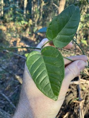 Vincetoxicum polyanthum