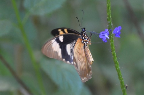 Mocker Swallowtail