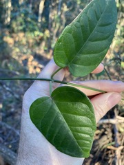 Vincetoxicum polyanthum