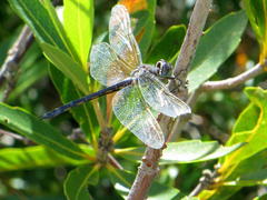 Zygonyx natalensis