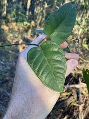 Vincetoxicum polyanthum