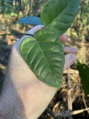 Vincetoxicum polyanthum