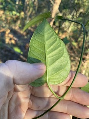 Vincetoxicum polyanthum