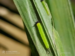 Elymnias hypermnestra