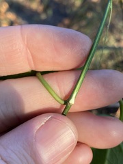 Vincetoxicum polyanthum