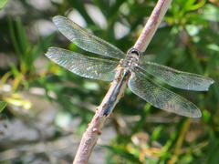 Zygonyx natalensis