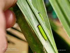 Elymnias hypermnestra