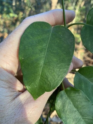 Image of Vincetoxicum polyanthum by (c) Greg Tasney, some rights reserved (CC BY-SA)
