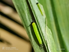 Elymnias hypermnestra