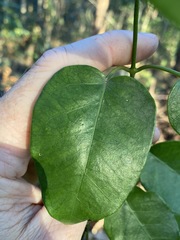 Vincetoxicum polyanthum