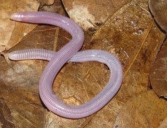 Amphisbaena longinqua