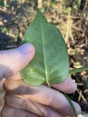 Vincetoxicum polyanthum