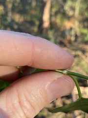 Vincetoxicum polyanthum