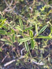 Zieria exsul