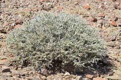 Euphorbia gariepina