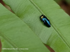 Endelus cupido