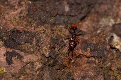 Orectognathus antennatus