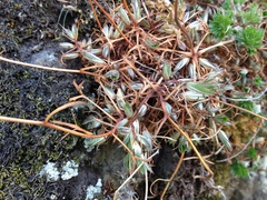 Saxifraga fragosoi