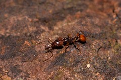 Orectognathus antennatus