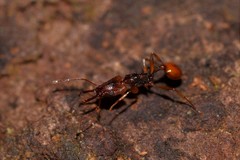 Orectognathus antennatus