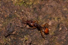 Orectognathus antennatus