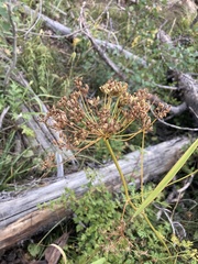 Ligusticum porteri