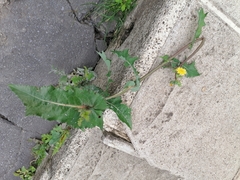 Sonchus