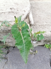 Sonchus