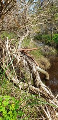 Melaleuca brevifolia