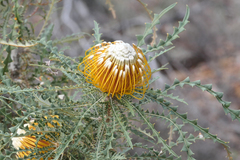Banksia nobilis