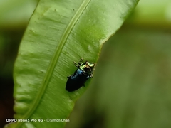 Endelus cupido