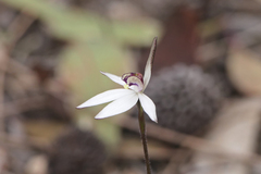 Caladenia saccharata