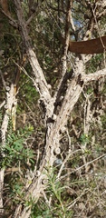 Melaleuca brevifolia