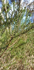 Melaleuca brevifolia