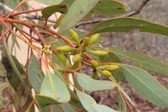 Eucalyptus accedens