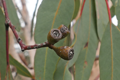 Eucalyptus accedens