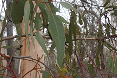 Eucalyptus accedens