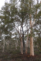 Eucalyptus accedens