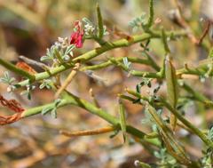 Indigofera pungens