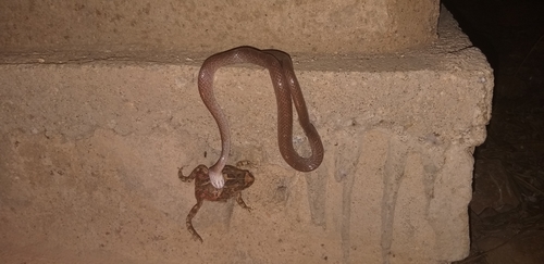 Marbled Tree Snake