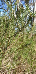 Melaleuca brevifolia