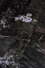 Achillea distans stricta