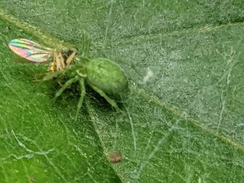 Green Meshweaver, 3701 BM Zeist, Netherlands, photo 8 of 10