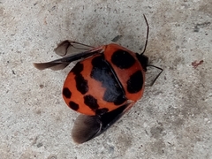 Poecilocoris druraei