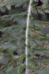 Achillea distans stricta