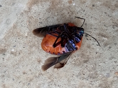 Poecilocoris druraei